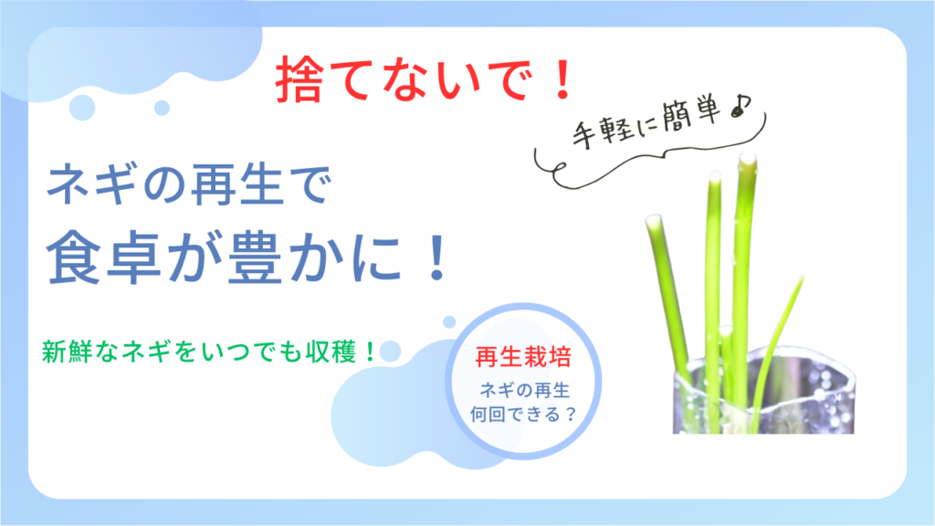 ネギの再生は地植えが一番！プランターやペットボトル栽培ではひょろひょろで育たない原因・ネギの再生は何回いける？